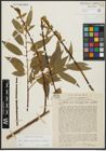 Foto von Salix alba subsp. vitellina (L.) Arcang. x Salix fragilis L.
